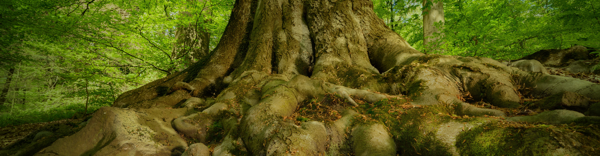 Sobre la entidad -árbol gigante con raíces fuertes